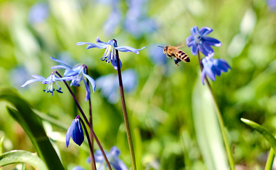 Honeybee in transit around blue flowers