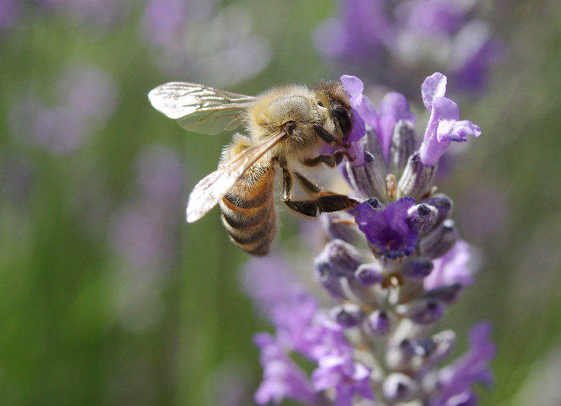 Honeybee on flower of lavender plant