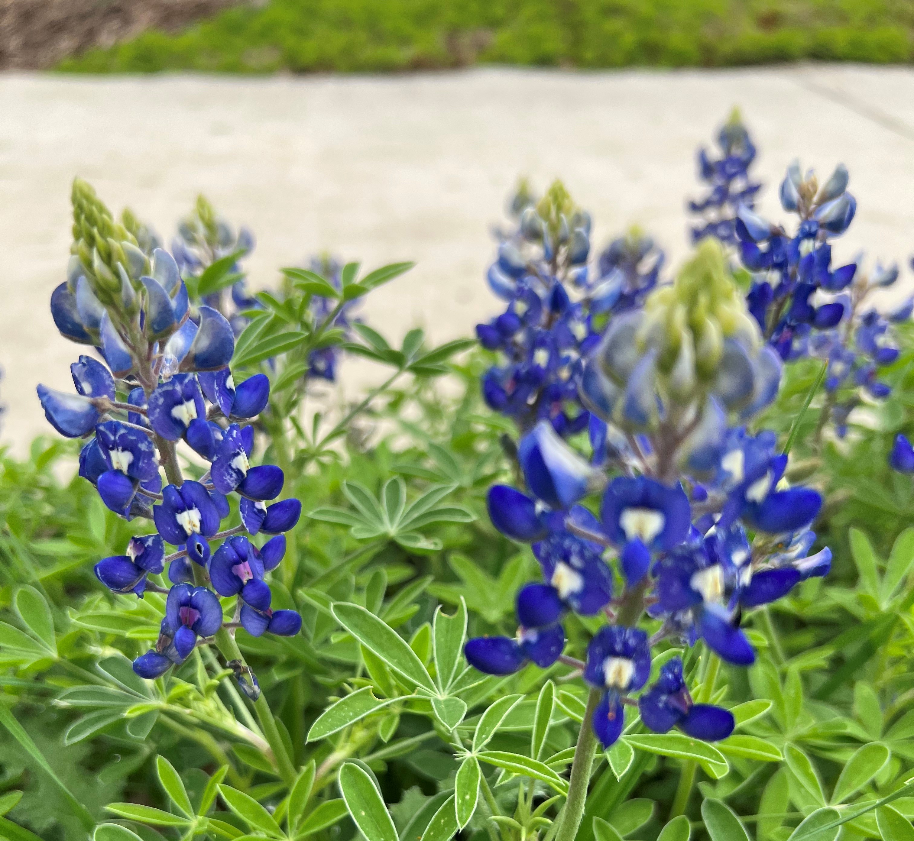 Picture of bluebonnet flowers at the library