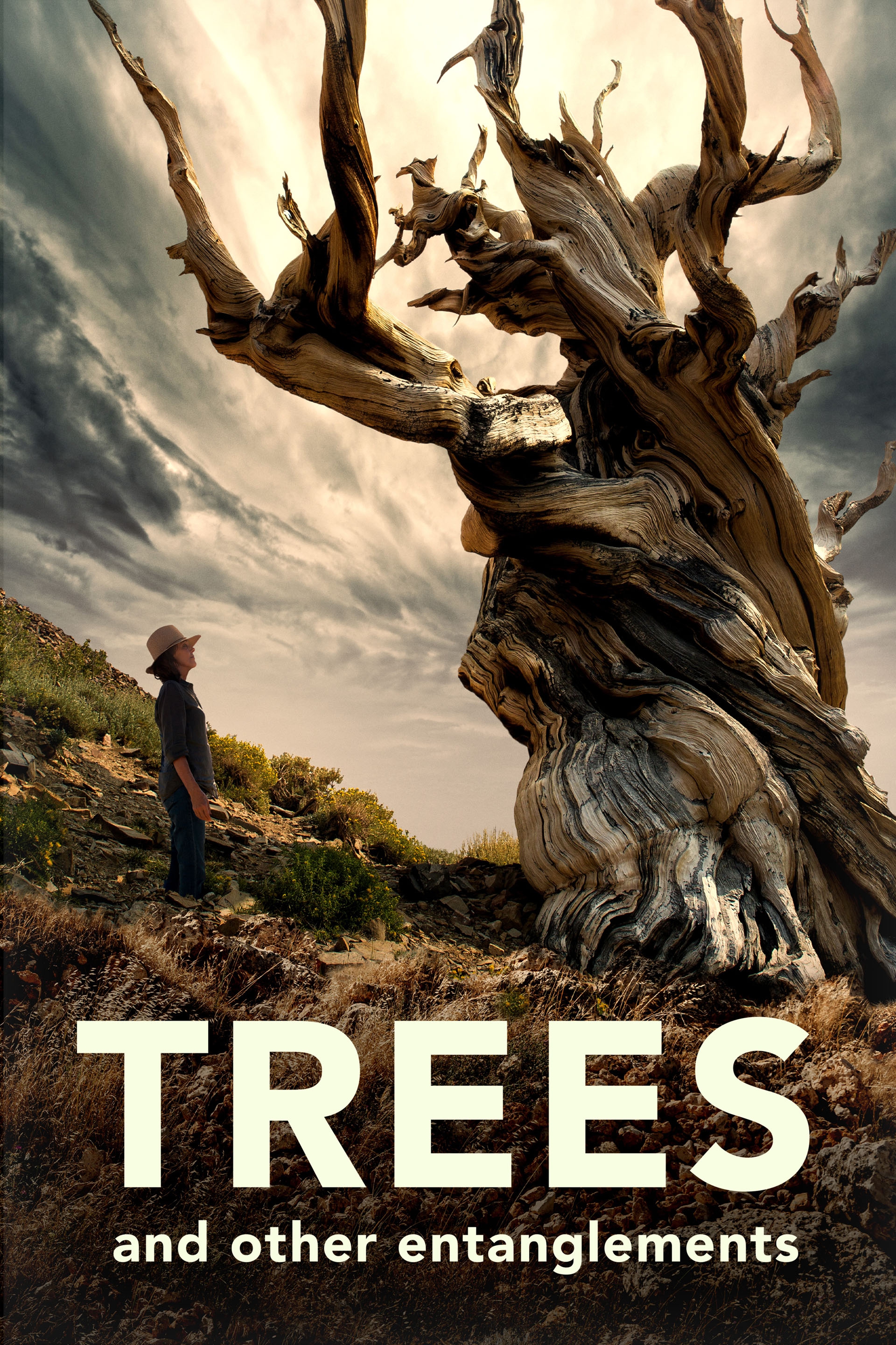 Trees and Other Entanglements 