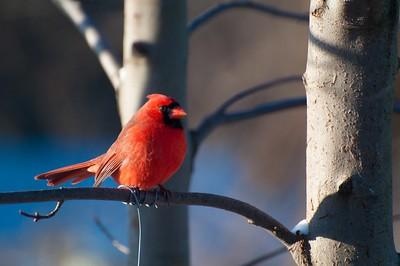 Red cardinal bird on tree branch