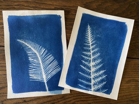 Dark blue cyanotype print of two fern leaves