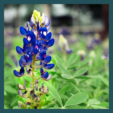 closeup image of a Bluebonnet