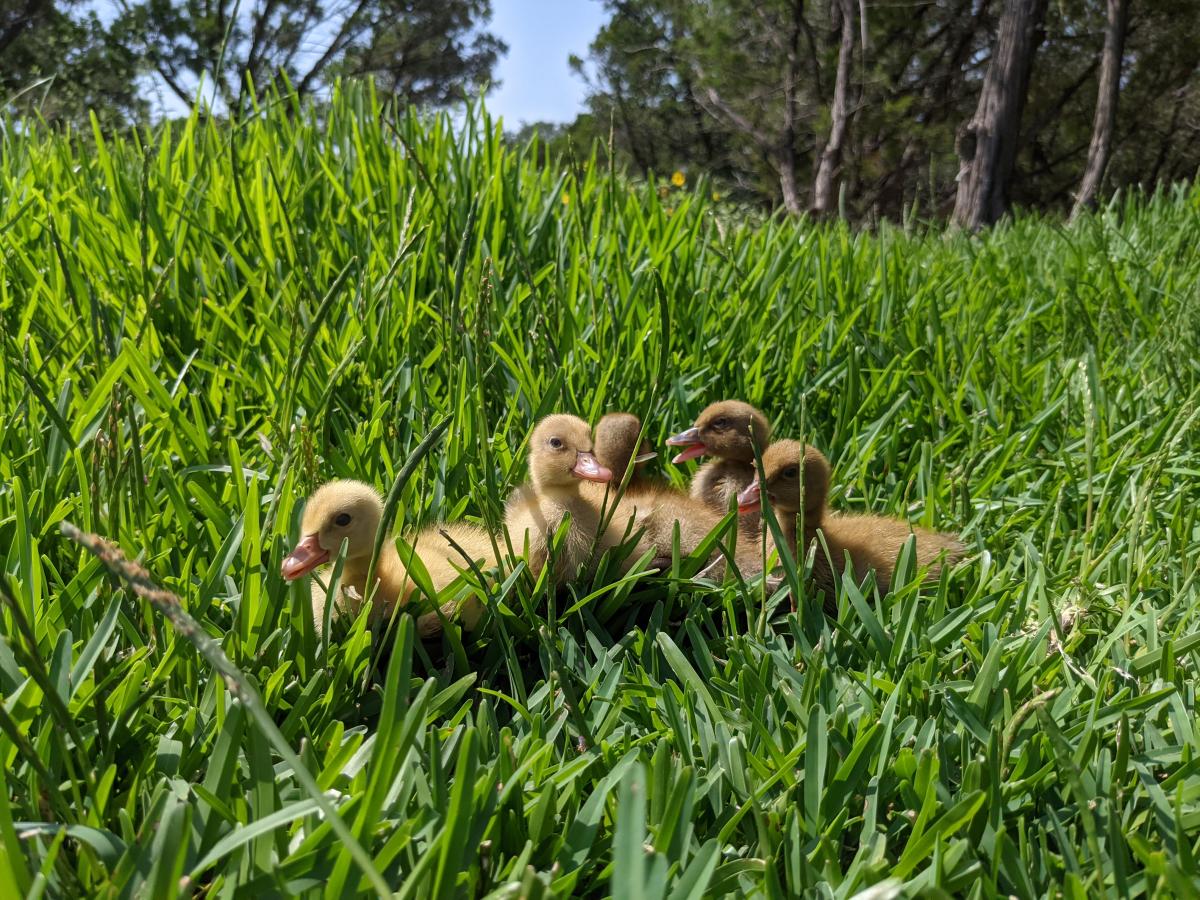 five ducklings gathered together in vibrant green grass