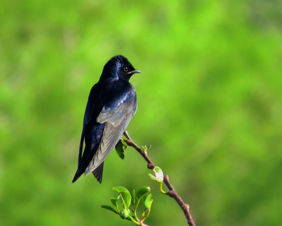 Photo of dark-colored Purple Martin bird perched on a branch