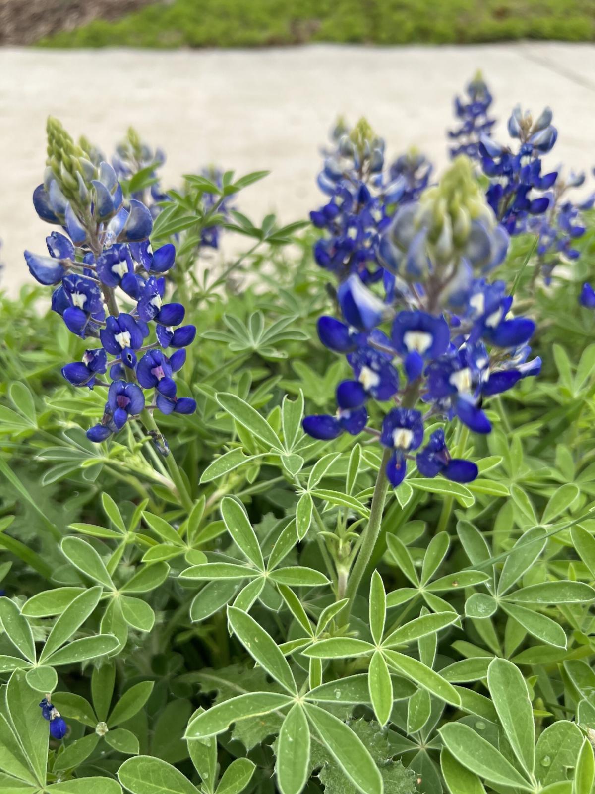 bluebonnets